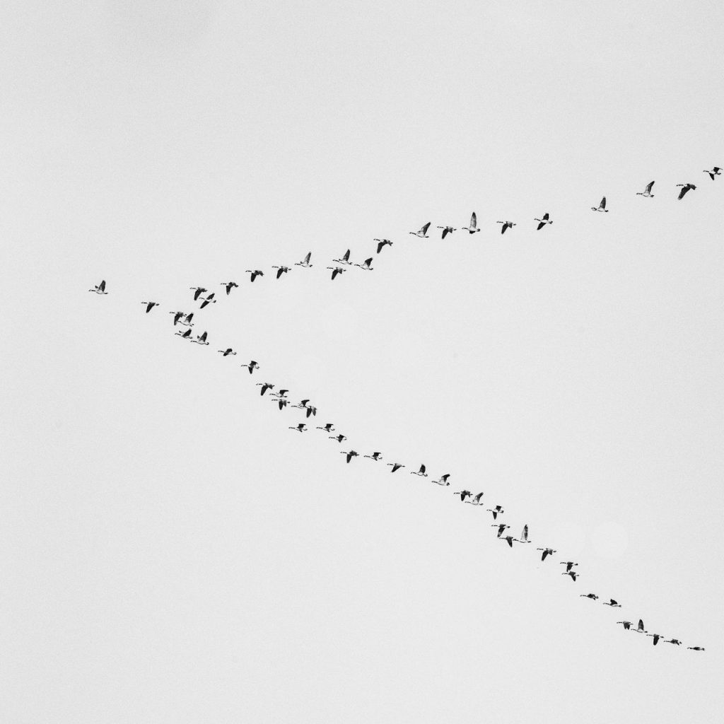 Bird Migration