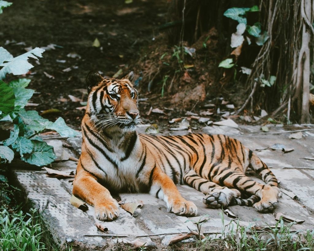 A Male Tiger Was Filmed Spending Time With His Cubs