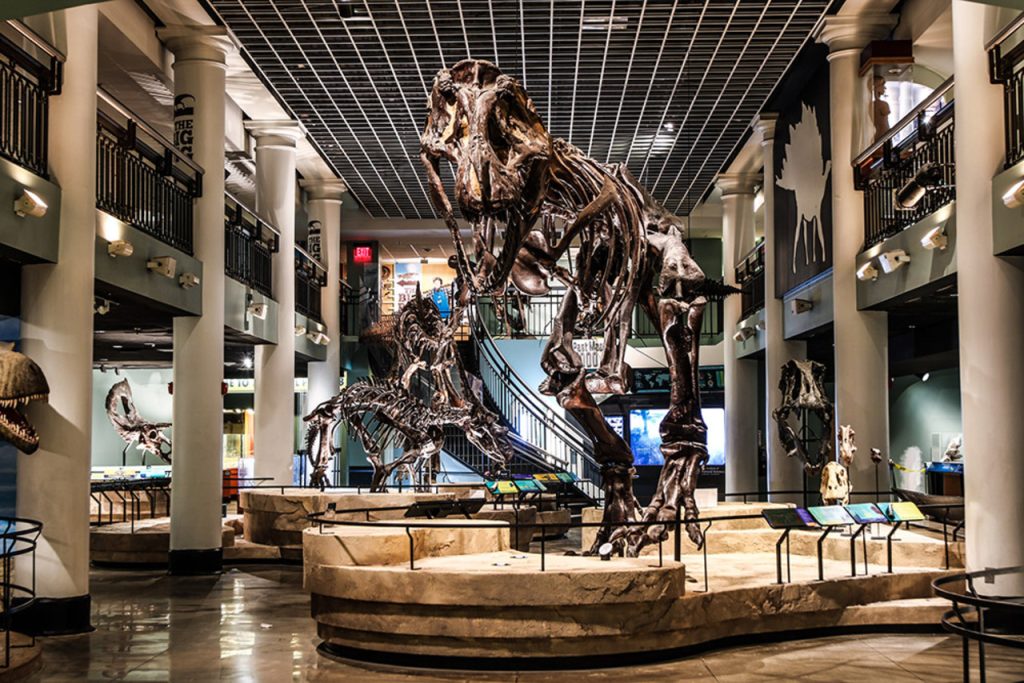 The Dinosaur Skeletons