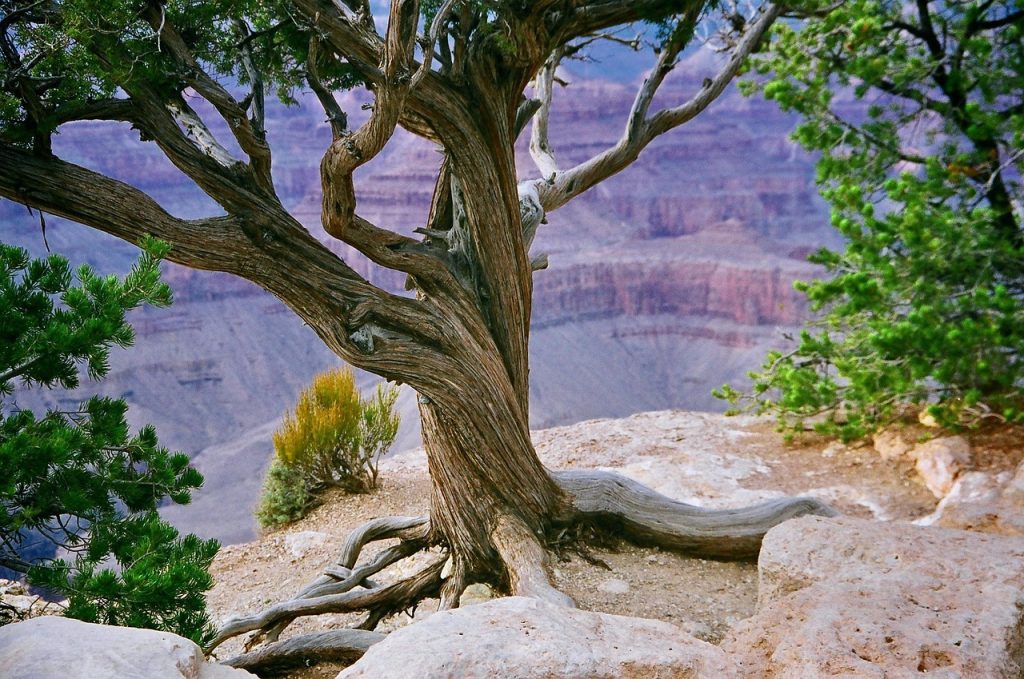 Longstanding Conservation Efforts