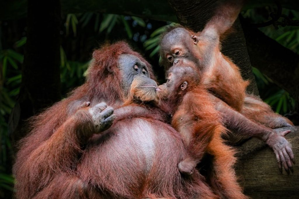 Orangutans Preferred Food Associated With the Sound of Laughter