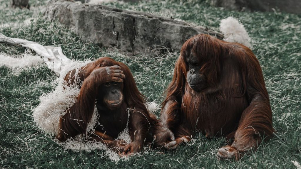 Positive Emotions May Influence How Orangutans Learn and Remember Rewards