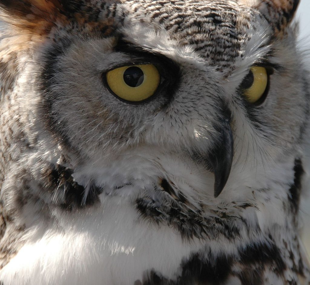 A Tote Bag Helped Calm the Frightened Owl During the Rescue