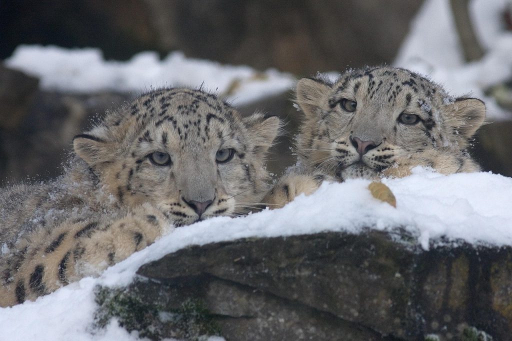 She Joins Seven Other Snow Leopards at the Bronx Zoo