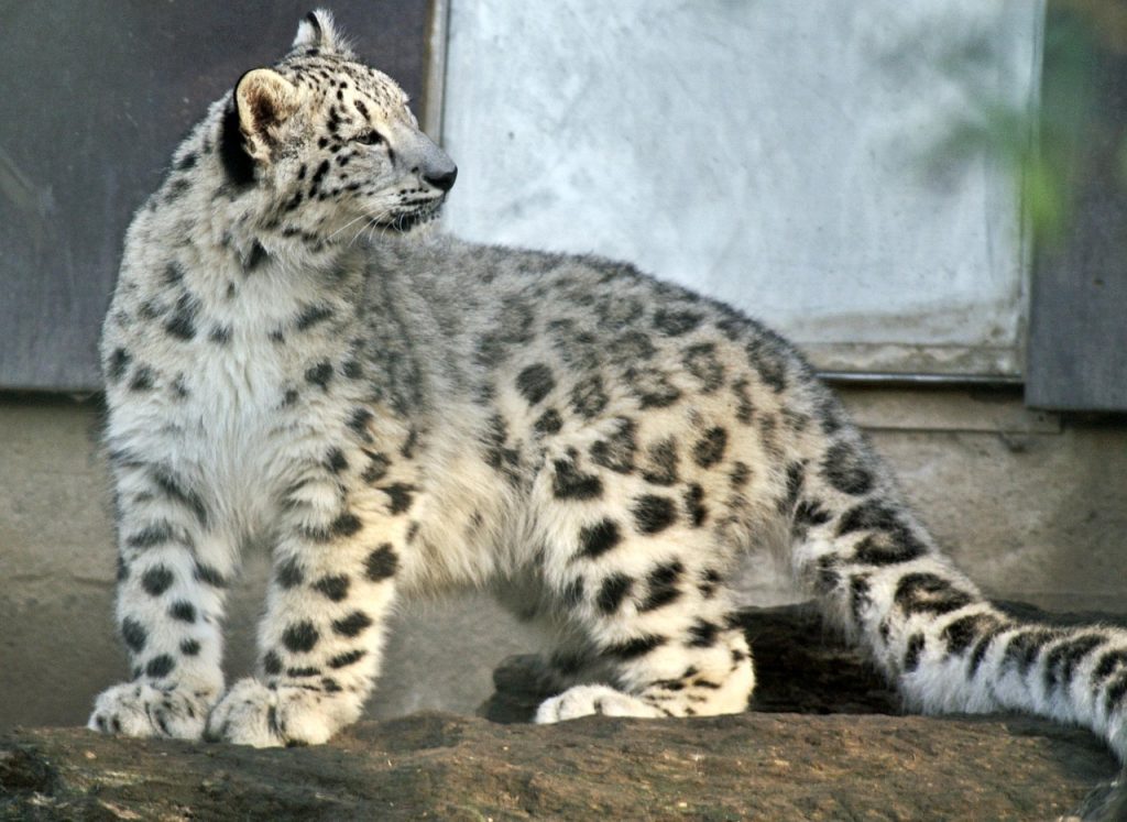 She Can Now Explore the Zoo’s Himalayan Highlands Habitat