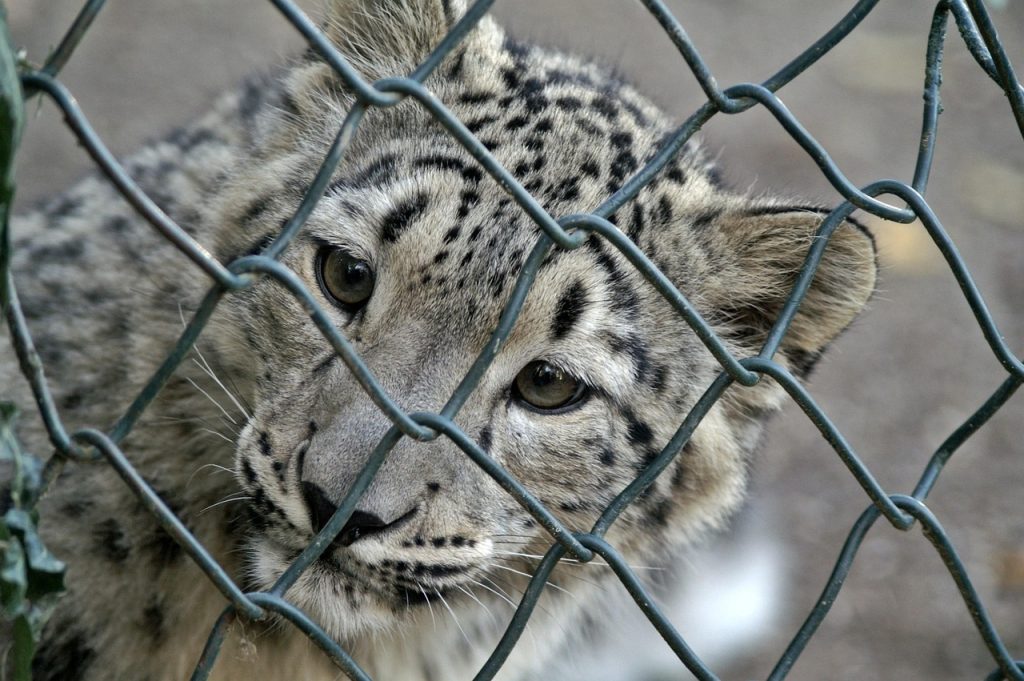 Her Arrival Highlights Conservation Efforts for a Vulnerable Species