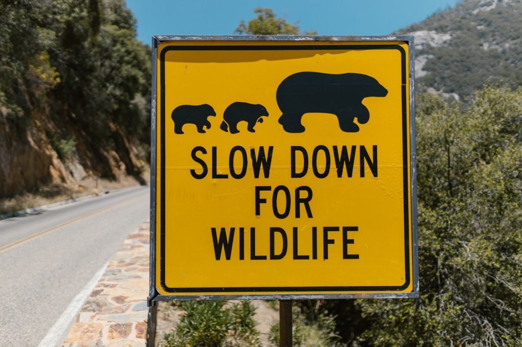 The Overpass Completes a Larger Network of Wildlife Crossings