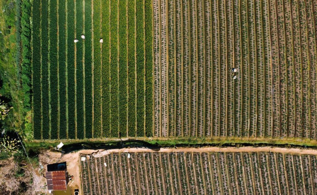 Satellite Data Could Make Crop Acreage and Yield Estimates More Accurate