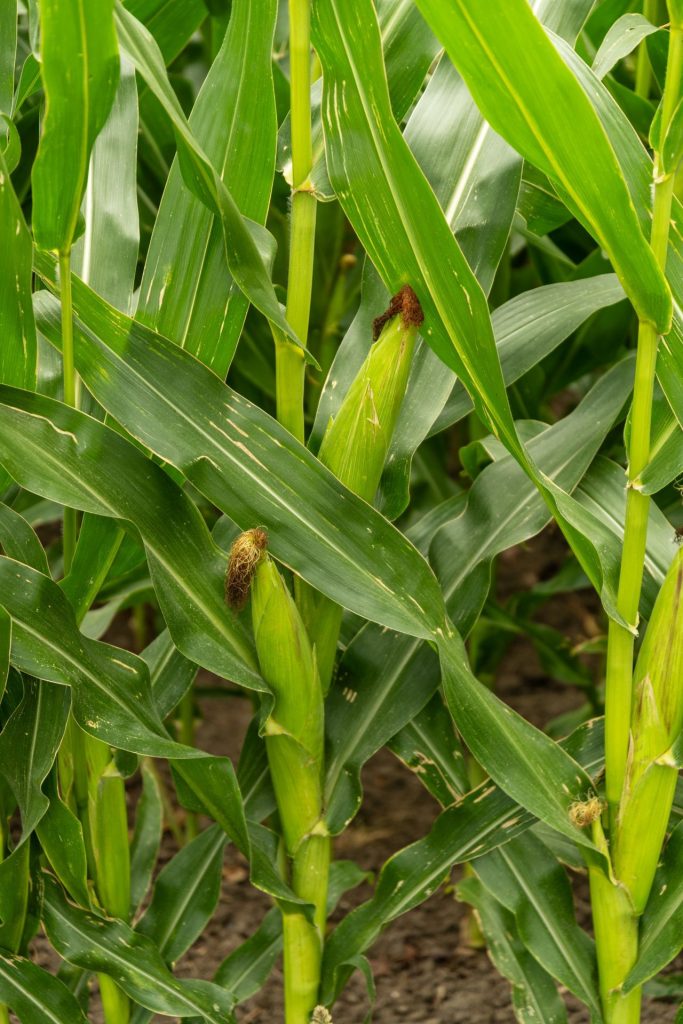 AdvanSix Will Expand Ammonia Production in Virginia