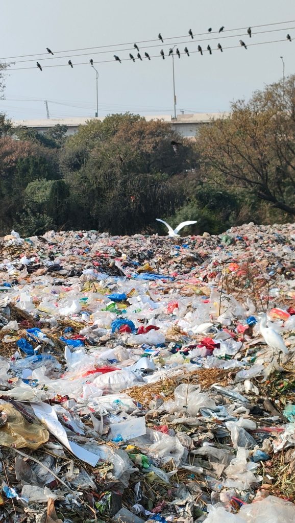 Dumped Items Range From Mattresses and Tires to Construction Debris