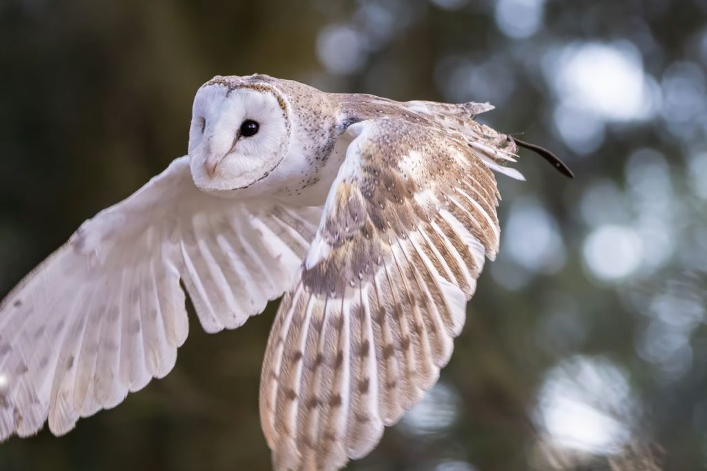 Barn Owls Are Uncommon in New York City for Several Reasons