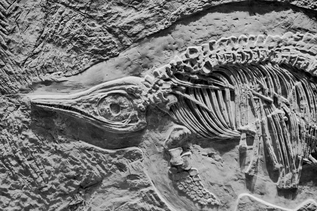 Scientists Believe the Specimen Could Represent a Dinosaur Species New to Science