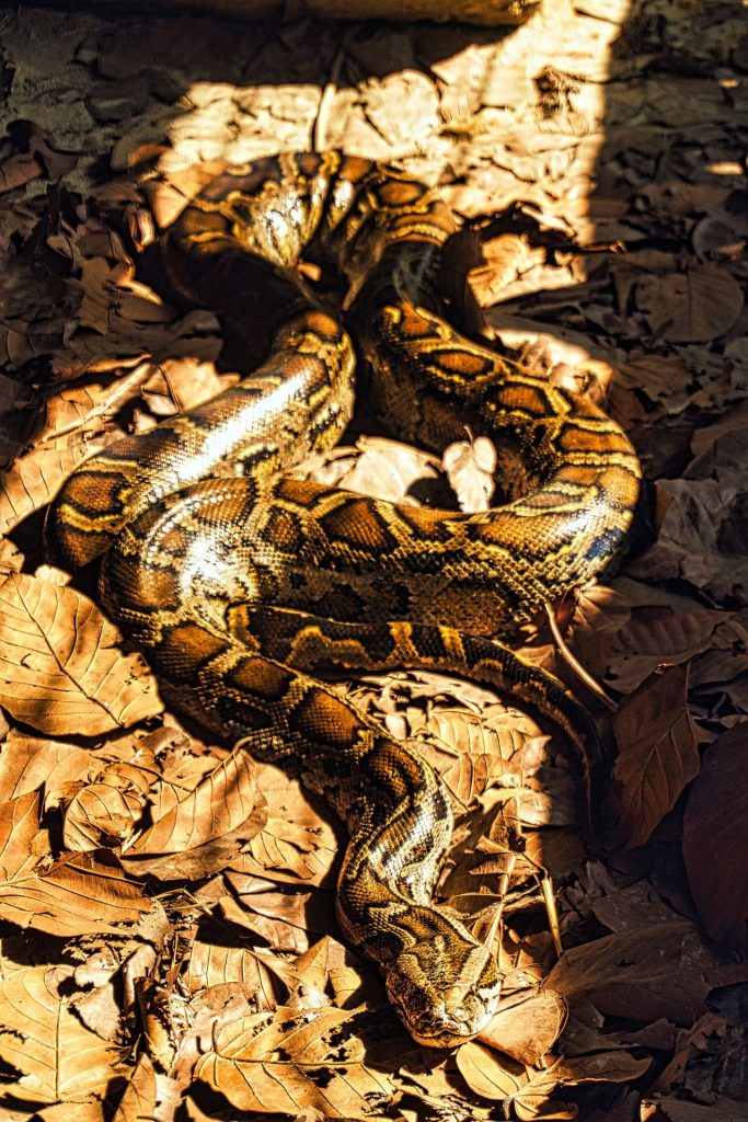 USGS Is Testing Small Drones to Track Invasive Pythons Across the Everglades