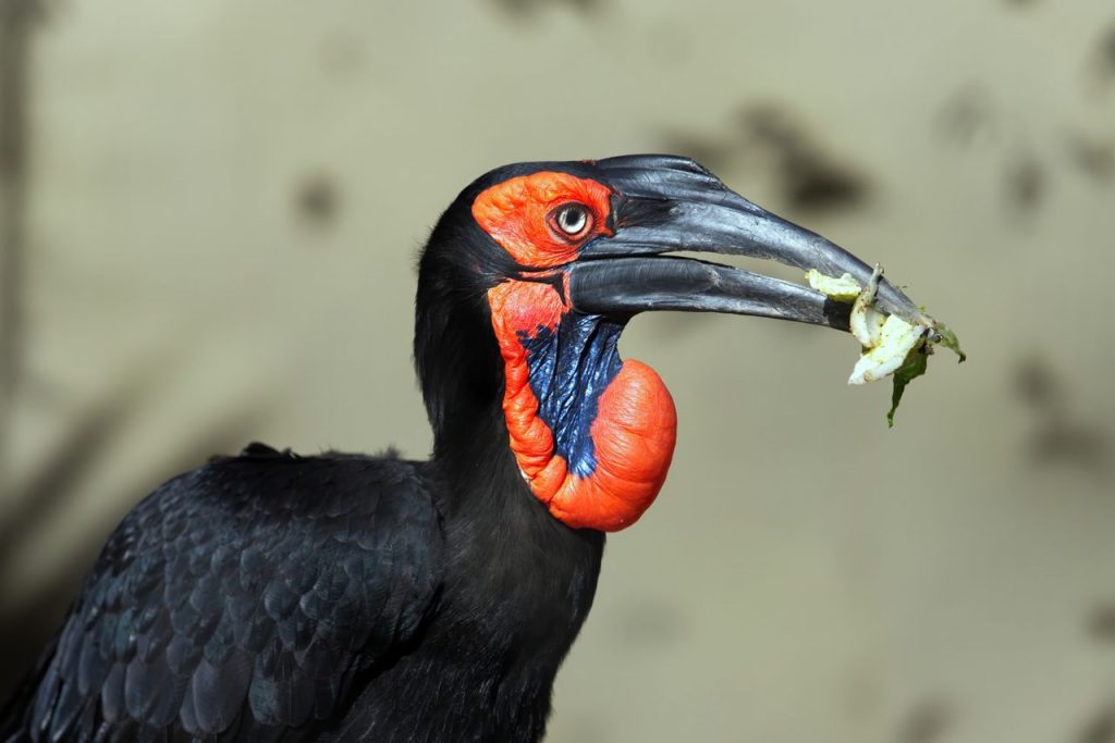 The Hornbill Started Using Its New Beak on the Day of Surgery