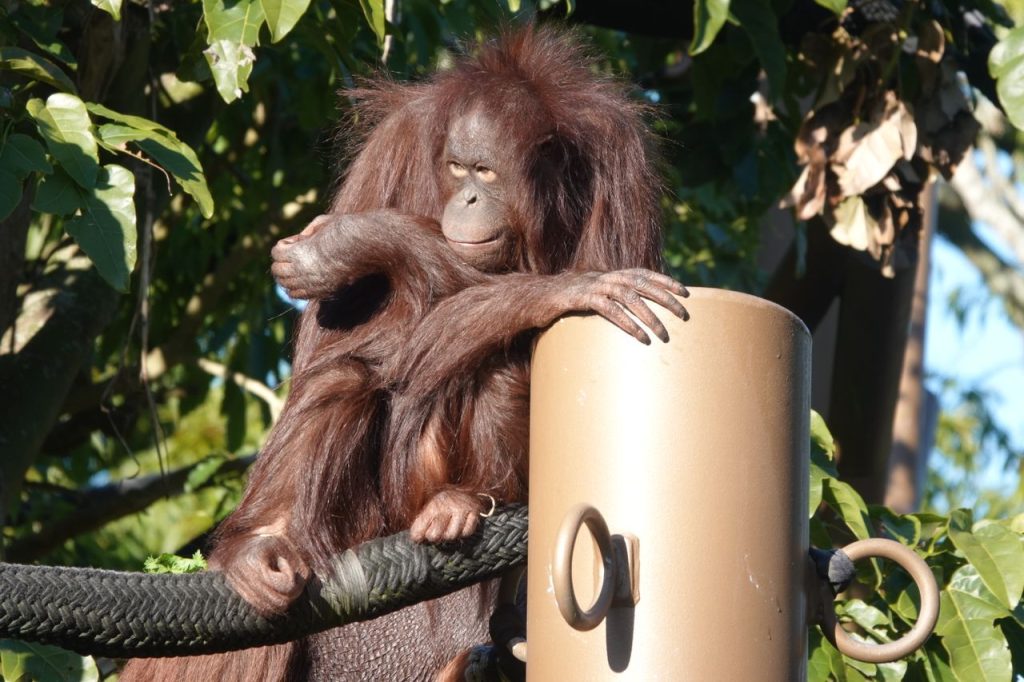Hearing Other Orangutans Laugh May Create a More Positive Emotional State