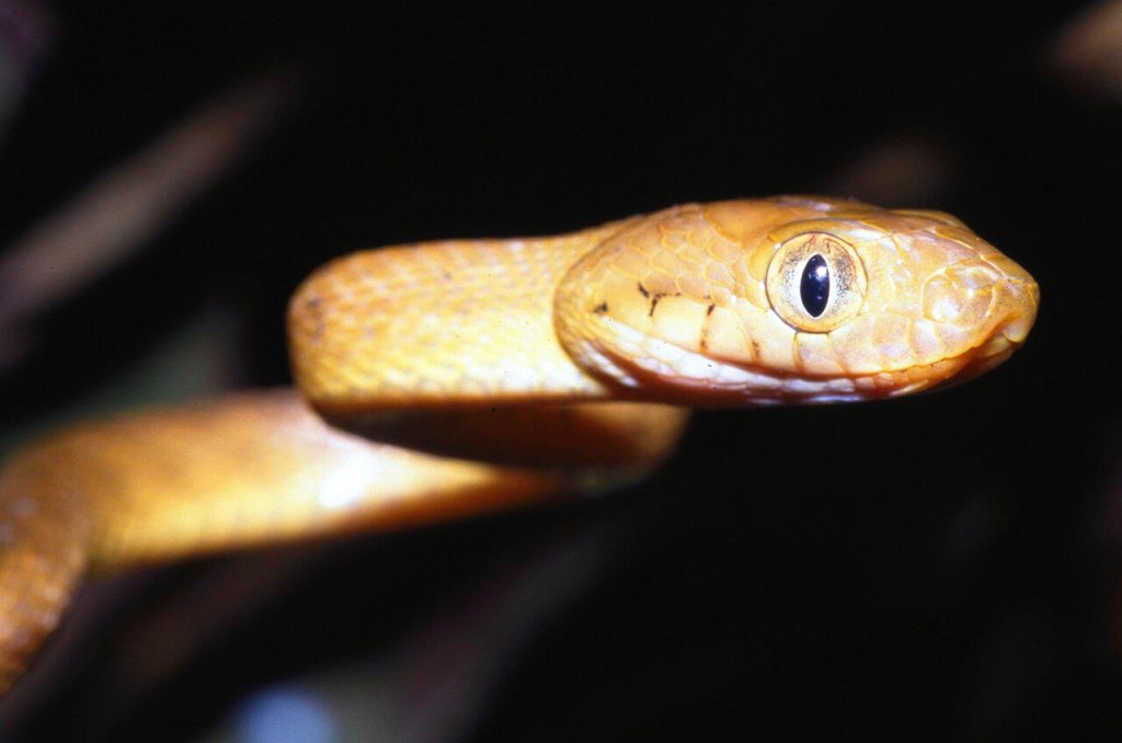 Brown Tree Snakes