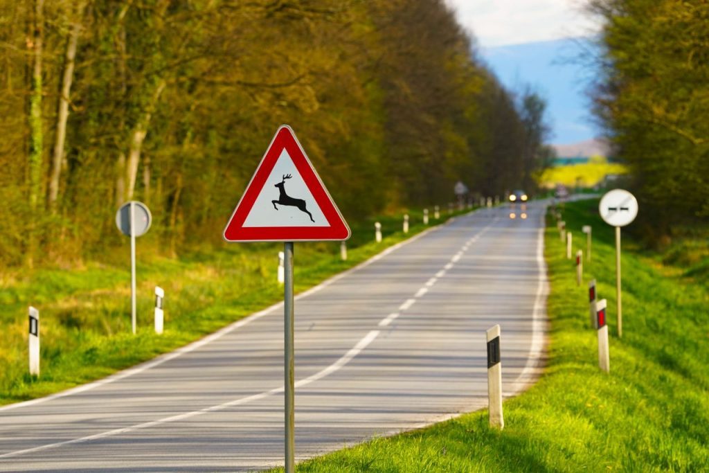 Wildlife-Vehicle Collisions Have Dropped by 91 Percent