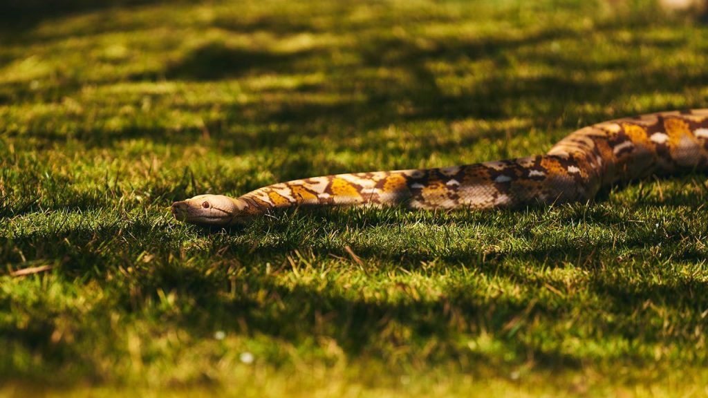 Burmese Pythons Pose a Serious Threat to Native Everglades Wildlife