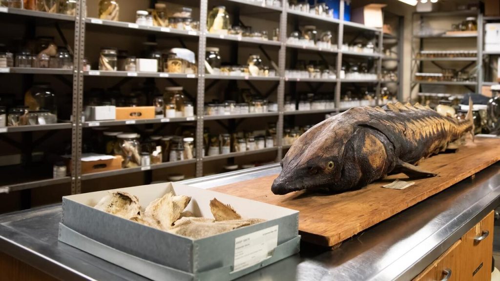 73,000 Holotypes