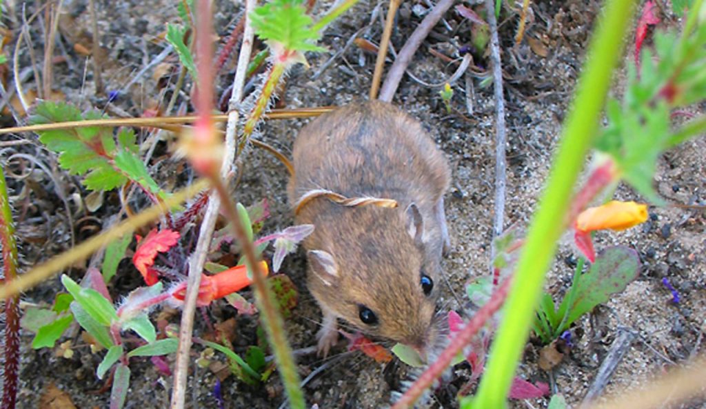 A Mouse Once Believed to Be Gone Forever