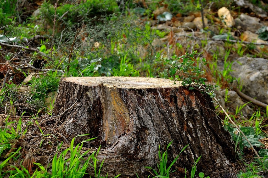 A Temporary Court Order Halts Further Tree Removal