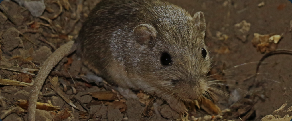 500 Mice Have Been Released