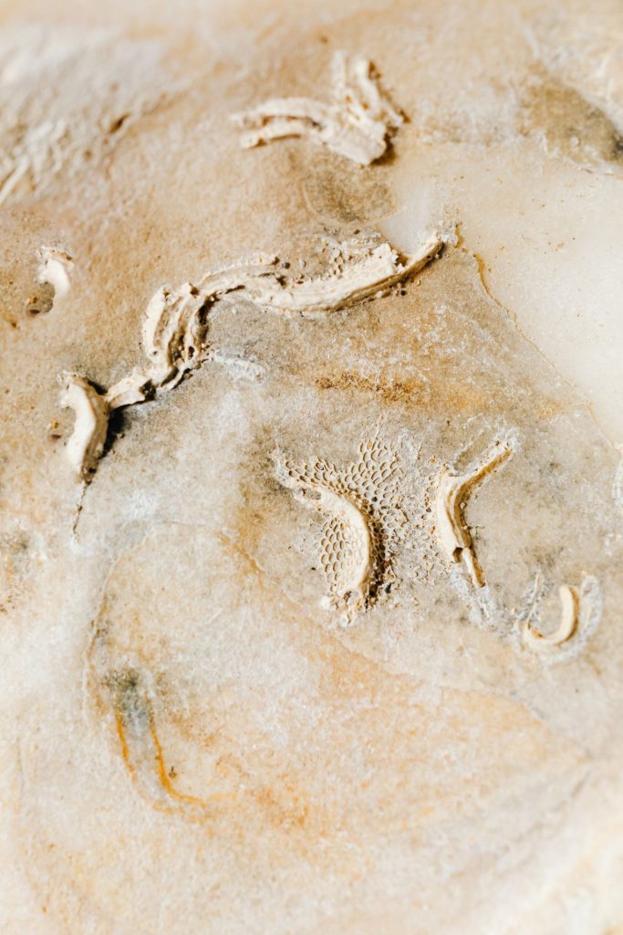 Visitors Can Watch Paleontologists Study the Fossil Inside the SECU DinoLab