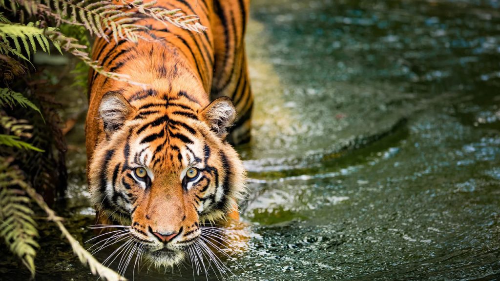 Shared Parenting Could Help Protect Cubs From Male Tigers