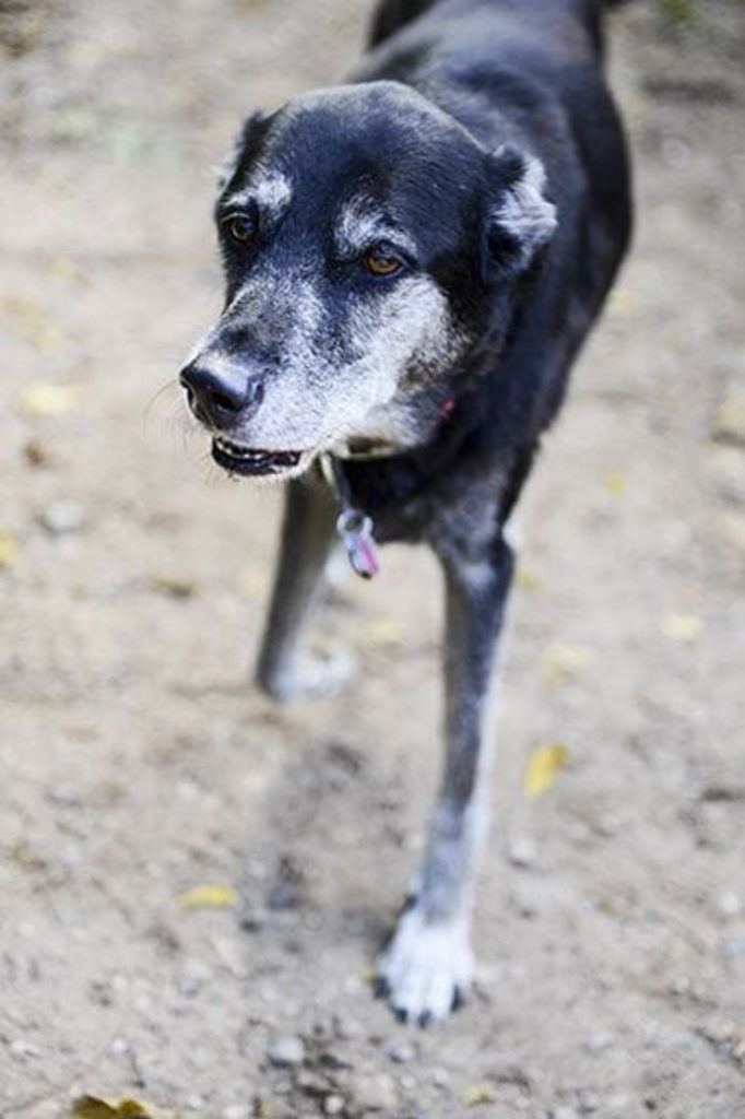 Existing Off-Leash Permits Will Remain Valid at Other Minneapolis Dog Parks