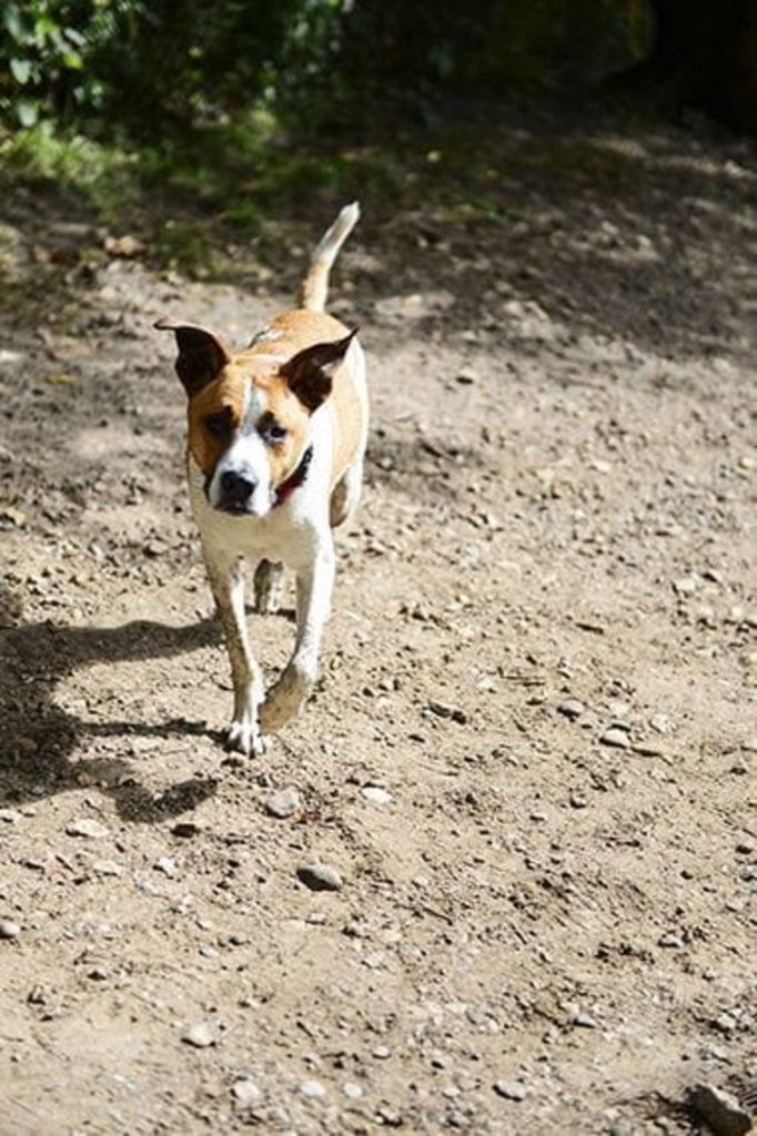 Minnehaha Dog Park’s Off-Leash Access Ends on December 21, 2026