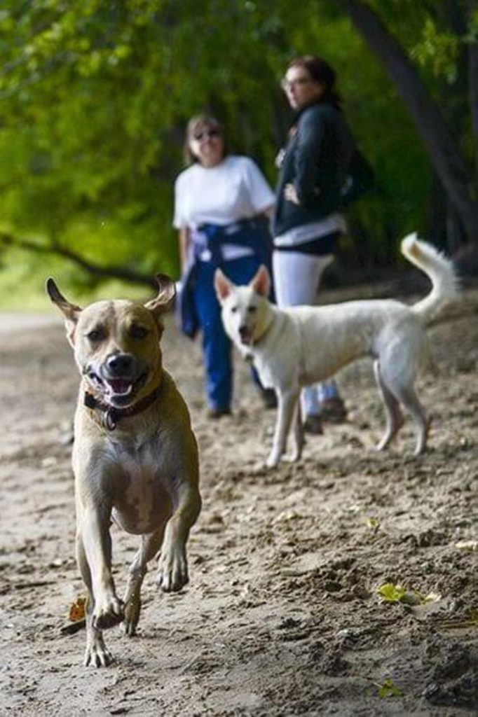 Community Input Will Help Shape Future Off-Leash Recreation Options