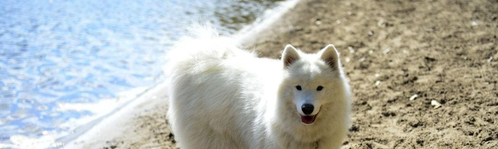 The Park Will Remain Open for Leashed Dogs and Other Visitors