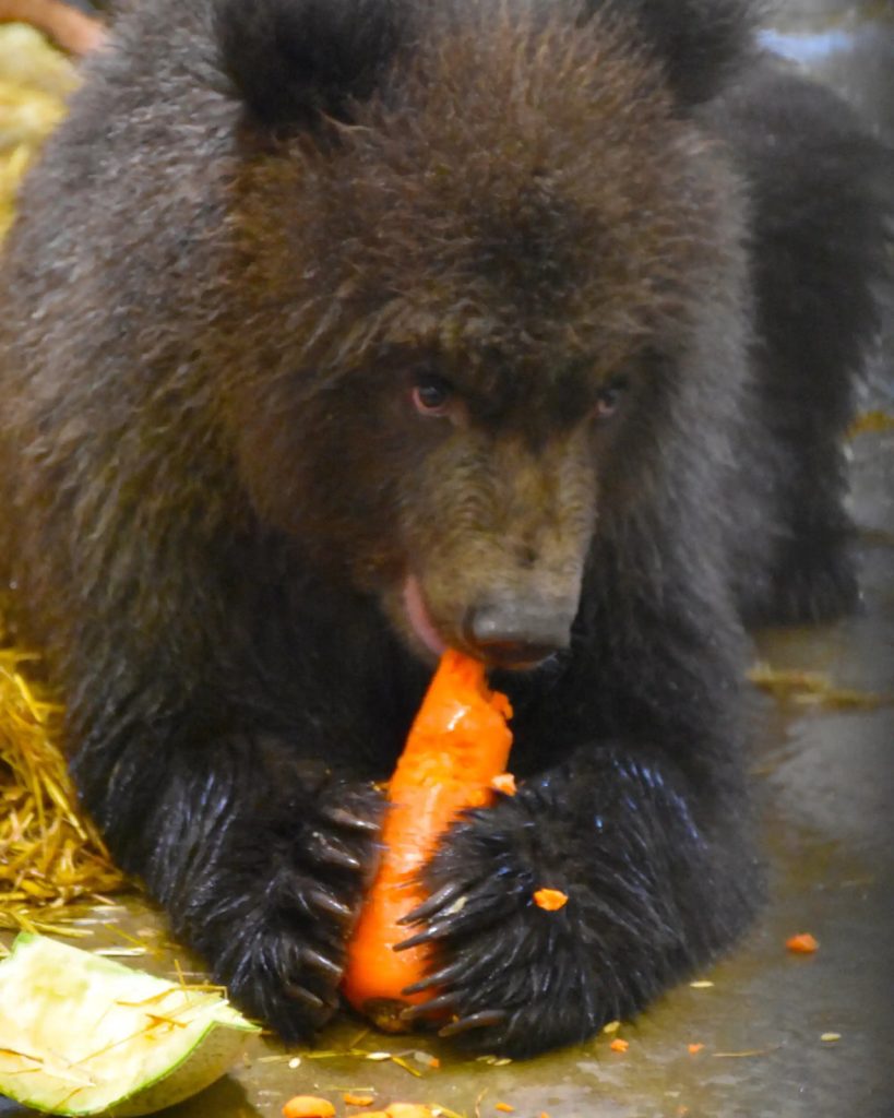 Minnesota Zoo Welcomes Three Orphaned Brown Bear Cubs From Alaska