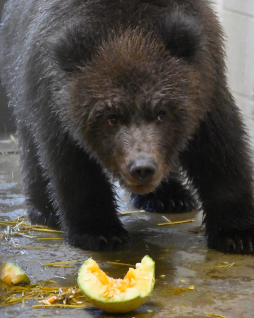 Meet Brooks, Dillingham, and Bristol, the Three New Bear Cubs