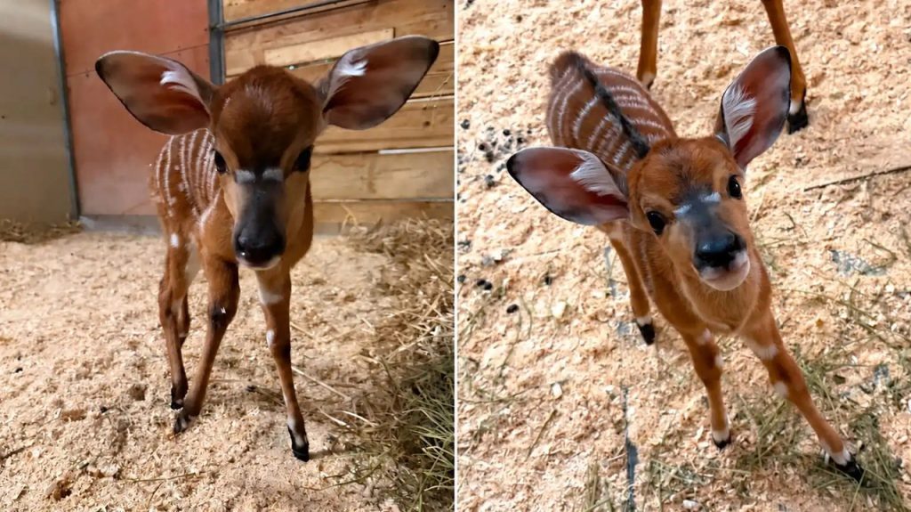 Como Park Zoo Celebrates Two New Nyala Calves Born in October