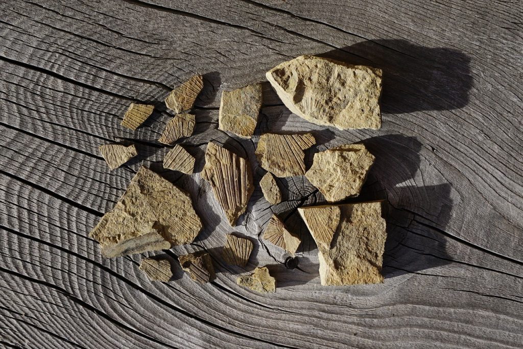 Fossil Once Mistaken for Another Species