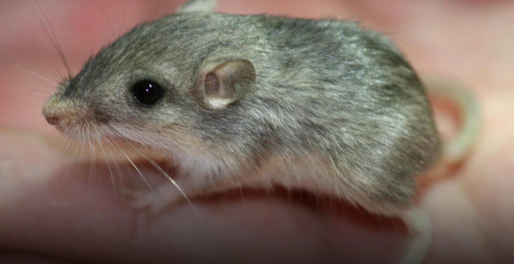 Conservation Breeding Builds Better Candidates for Release