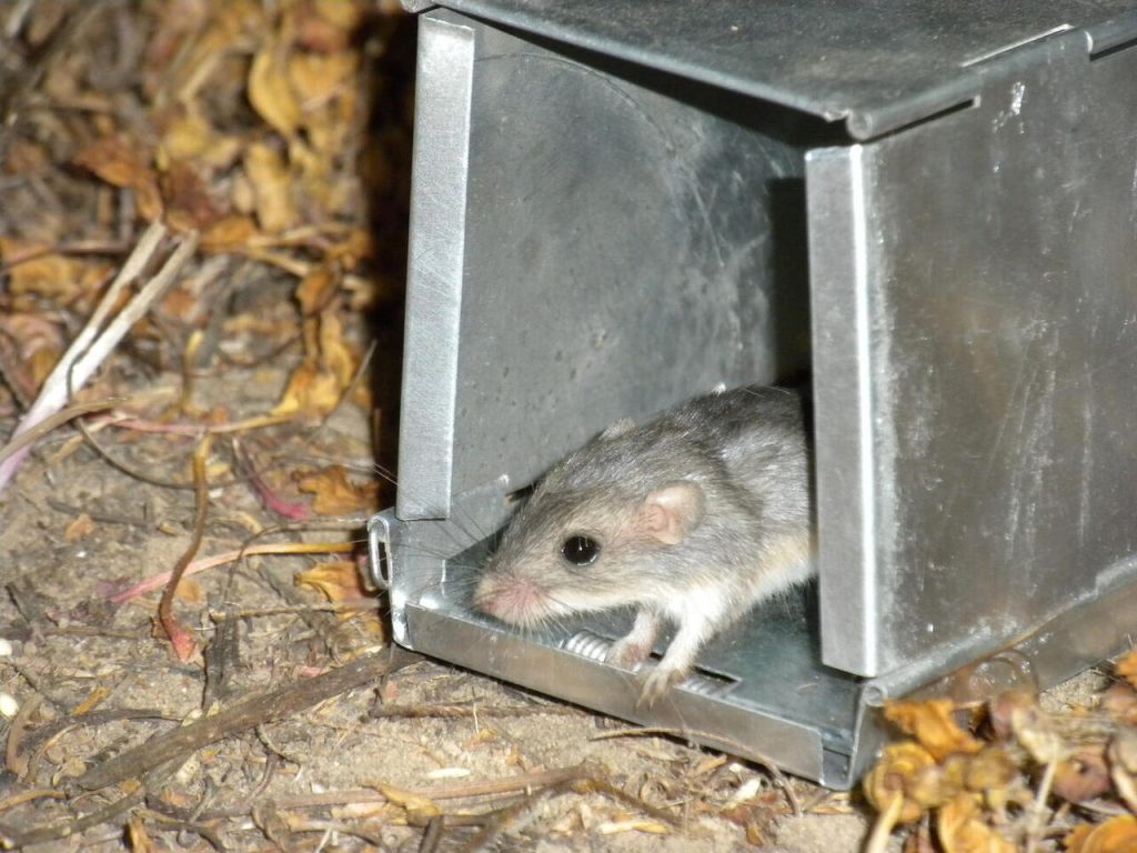 A Third Reintroduced Population