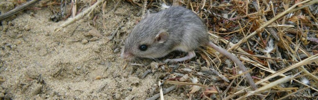 Tiny Burrowers