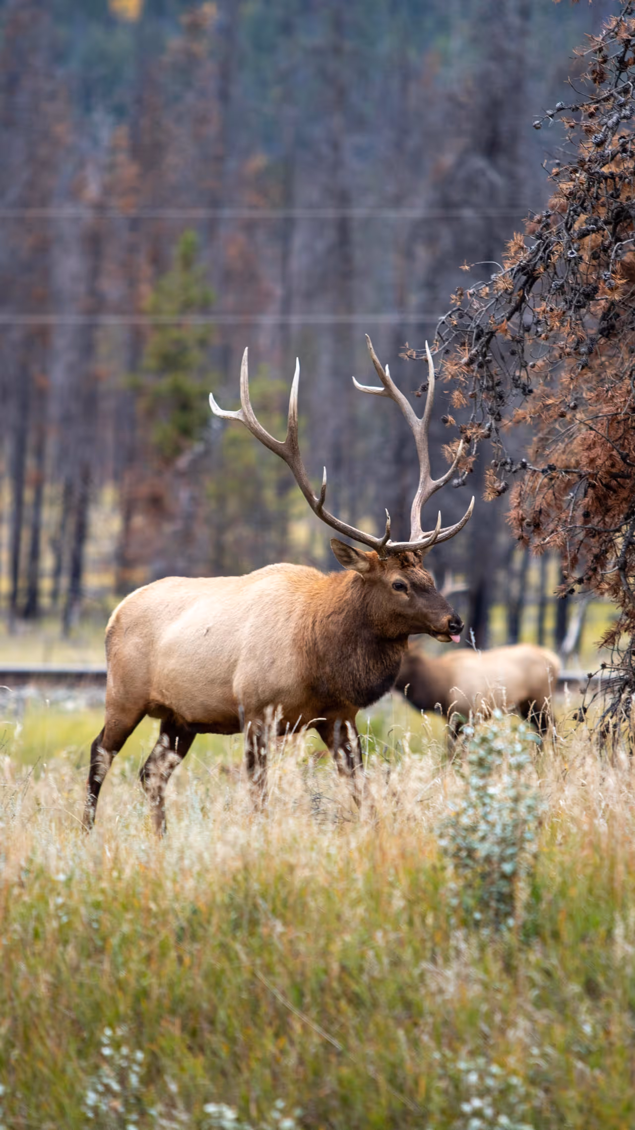 Go Wildlife Spotting