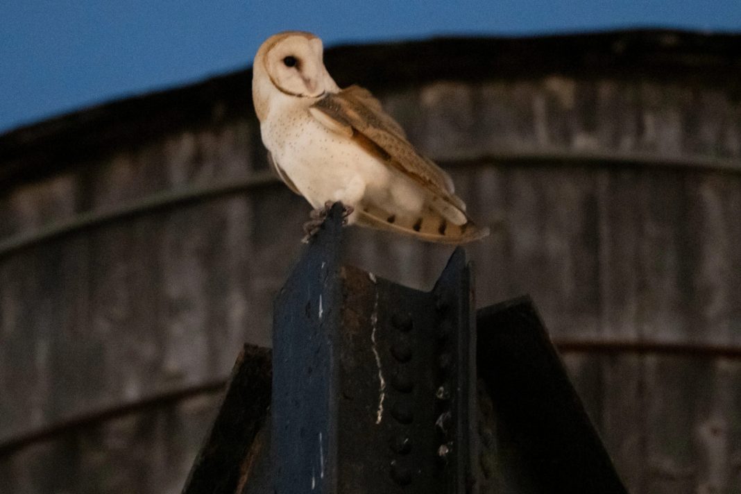A Barn Owl Family Is Nesting in Manhattan for the First Time in Modern History. 6 Details to Know Barn Owl Family Is Nesting in Manhattan for the First Time in Modern History