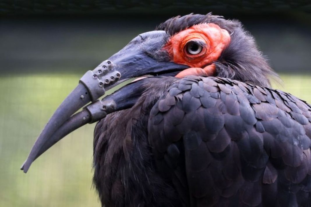 A Hornbill Just Got a 3D Printed Upper and Lower Beak