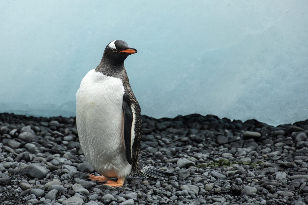 Scientists Just Identified a New Penguin Species for the First Time in More Than 100 Years New Penguin Species