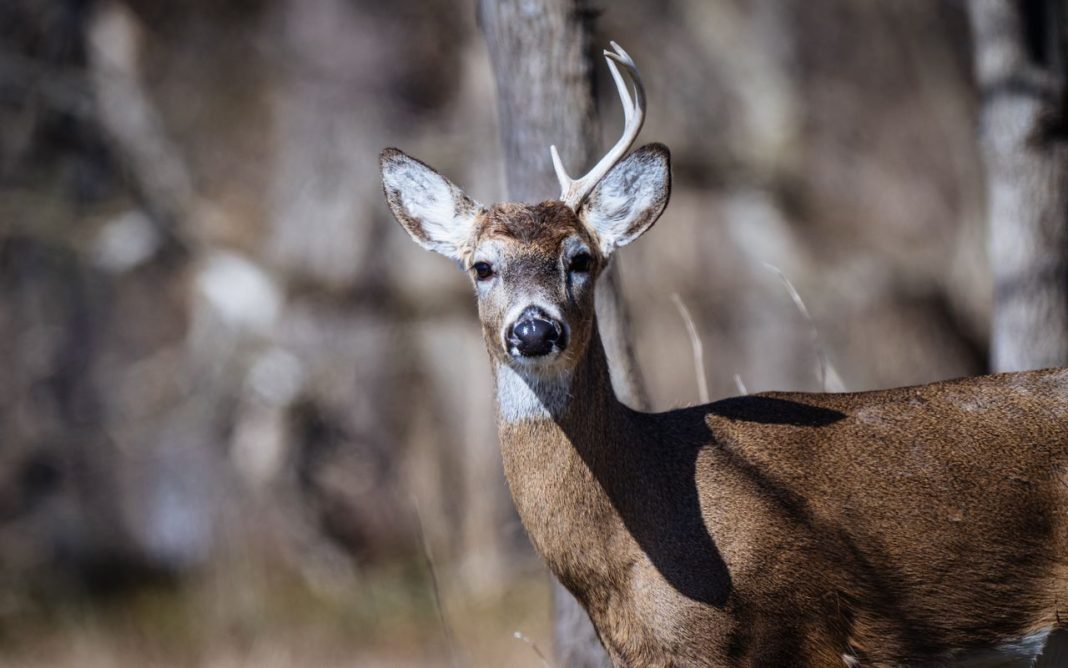 7 Changes Minnesota Deer Hunters Should Know Before the Nov. 7 Opener Minnesota Deer Hunters Should Know Before the Nov. 7 Opener