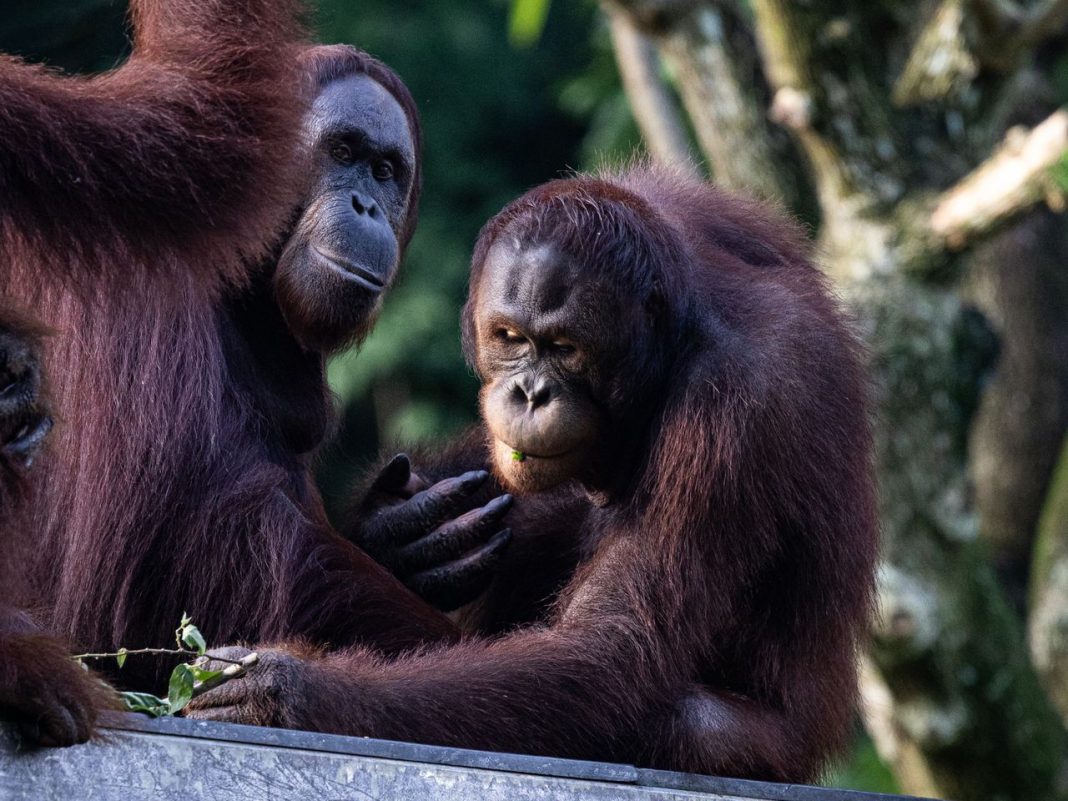 6 Things a New Study Suggests About Orangutans and Laughter Orangutans and Laughter