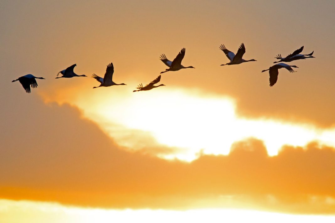 6 Minnesota Places Where Late-October Bird Migration Is Still Worth Watching Migration