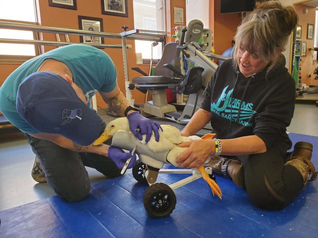 A Duck Named Stu Is Learning to Walk With Prosthetic Feet. 6 Details Behind His Recovery A Duck Named Stu Is Learning to Walk With Prosthetic Feet