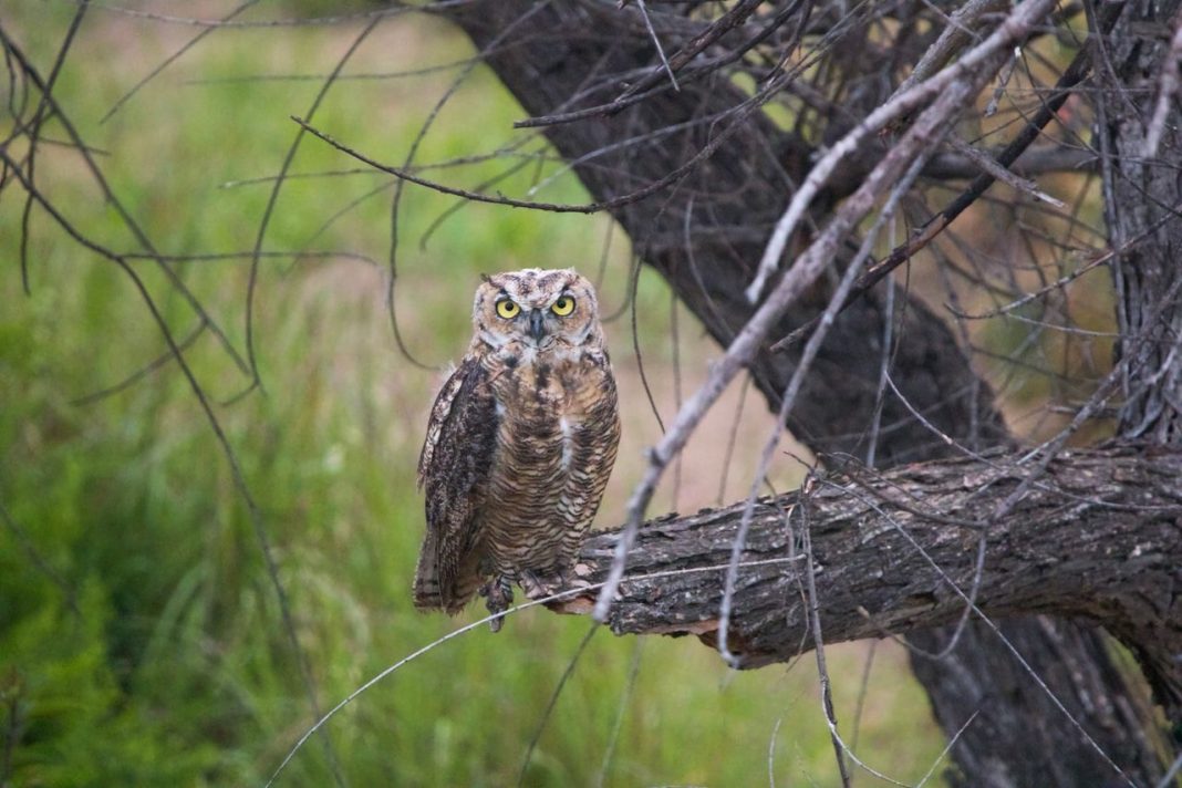 A Chain of Strangers Saved an Injured Great Horned Owl. 6 Details Behind the Rescue Injured Great Horned Owl