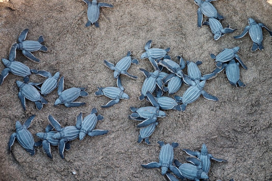 Georgia’s Sea Turtle Nests Hit a Record This Year. 6 Details Behind the Milestone Georgia’s Sea Turtle Nests Hit a Record This Year