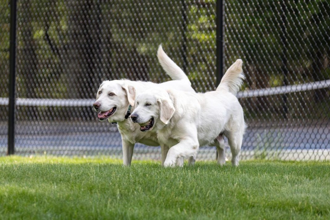 Minneapolis’ Minnehaha Dog Park Will Require Leashes in December